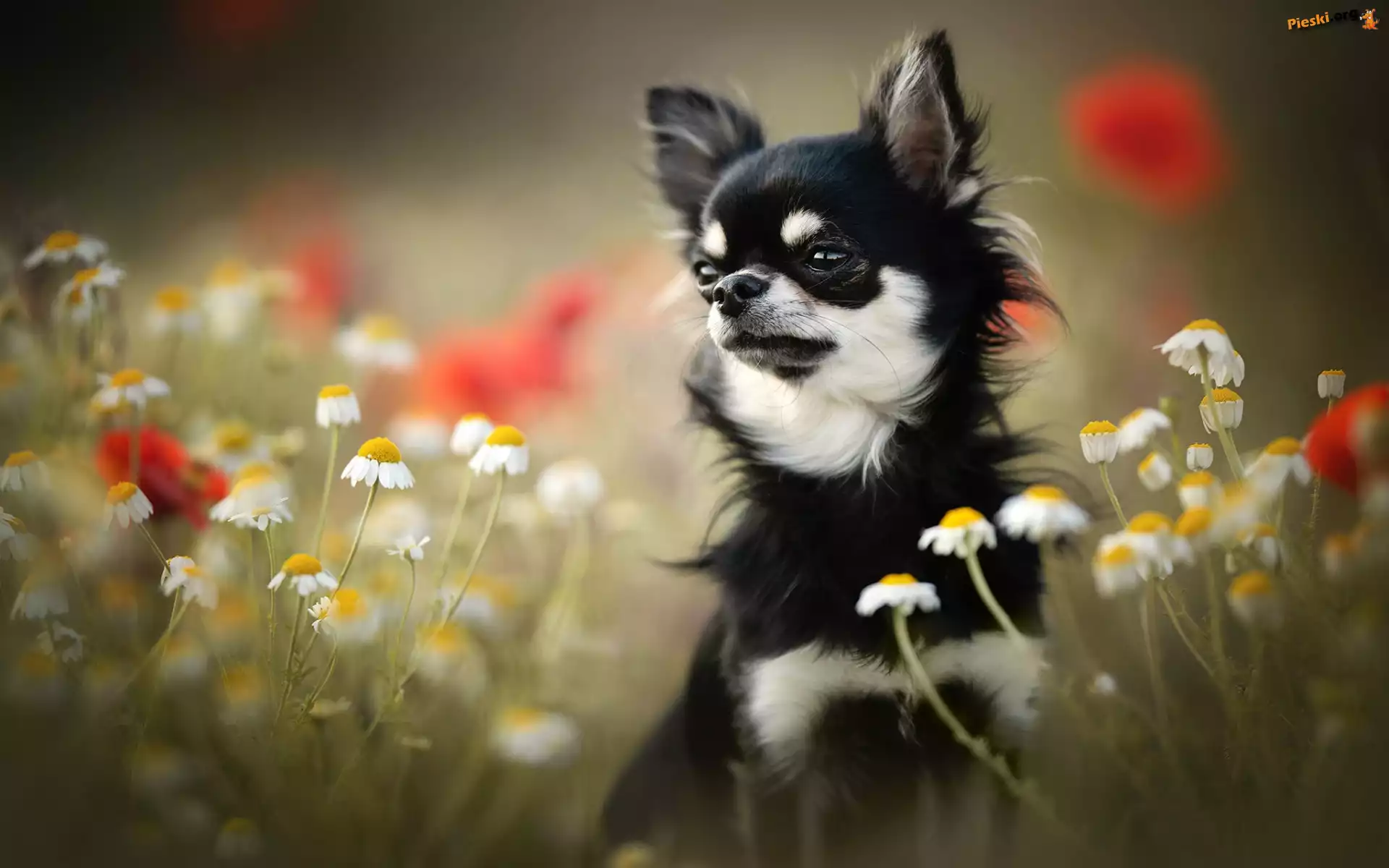 Pies, Kwiaty, Rumianek, Chihuahua