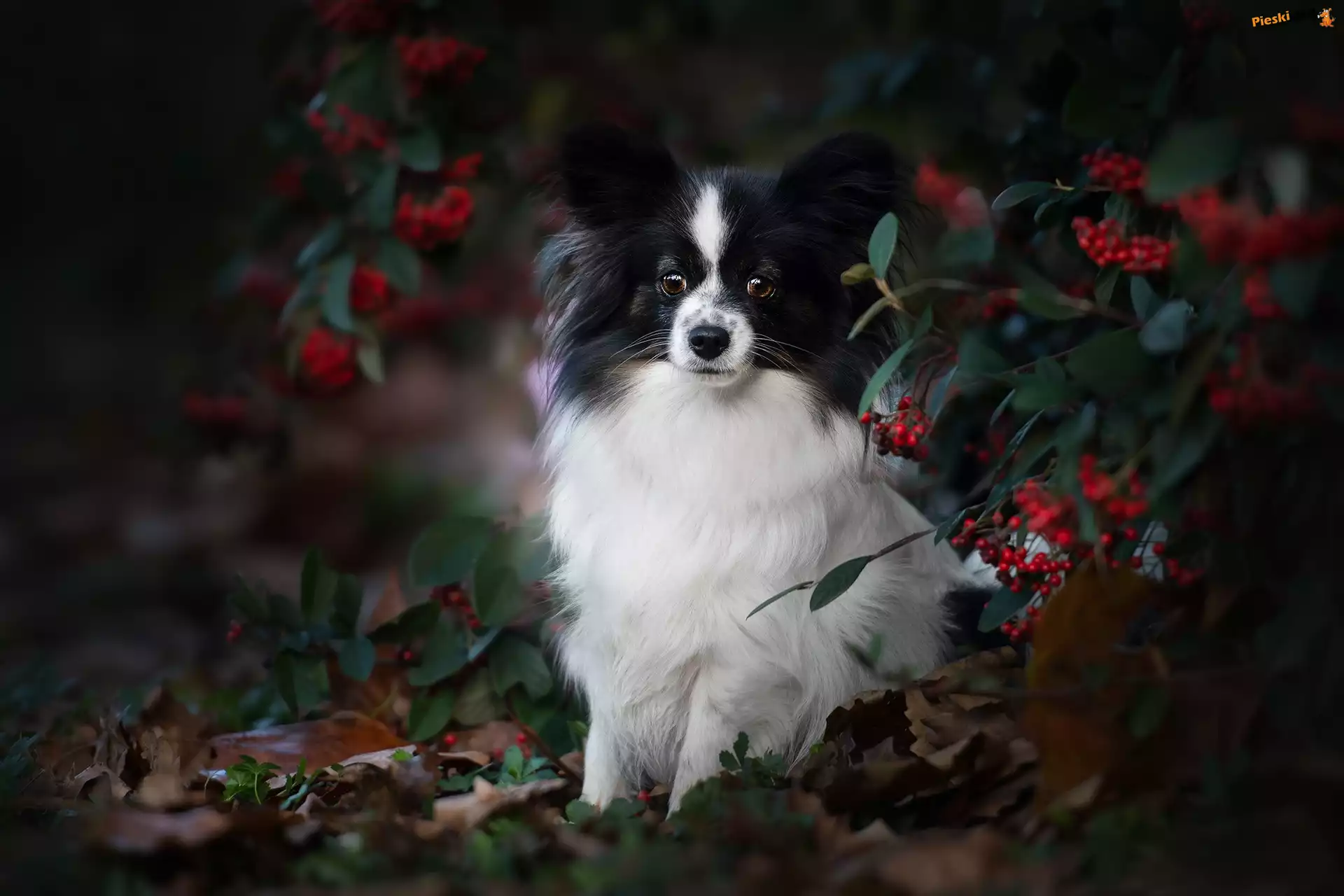 Spaniel kontynentalny miniaturowy Papillon, Krzew, Jagody