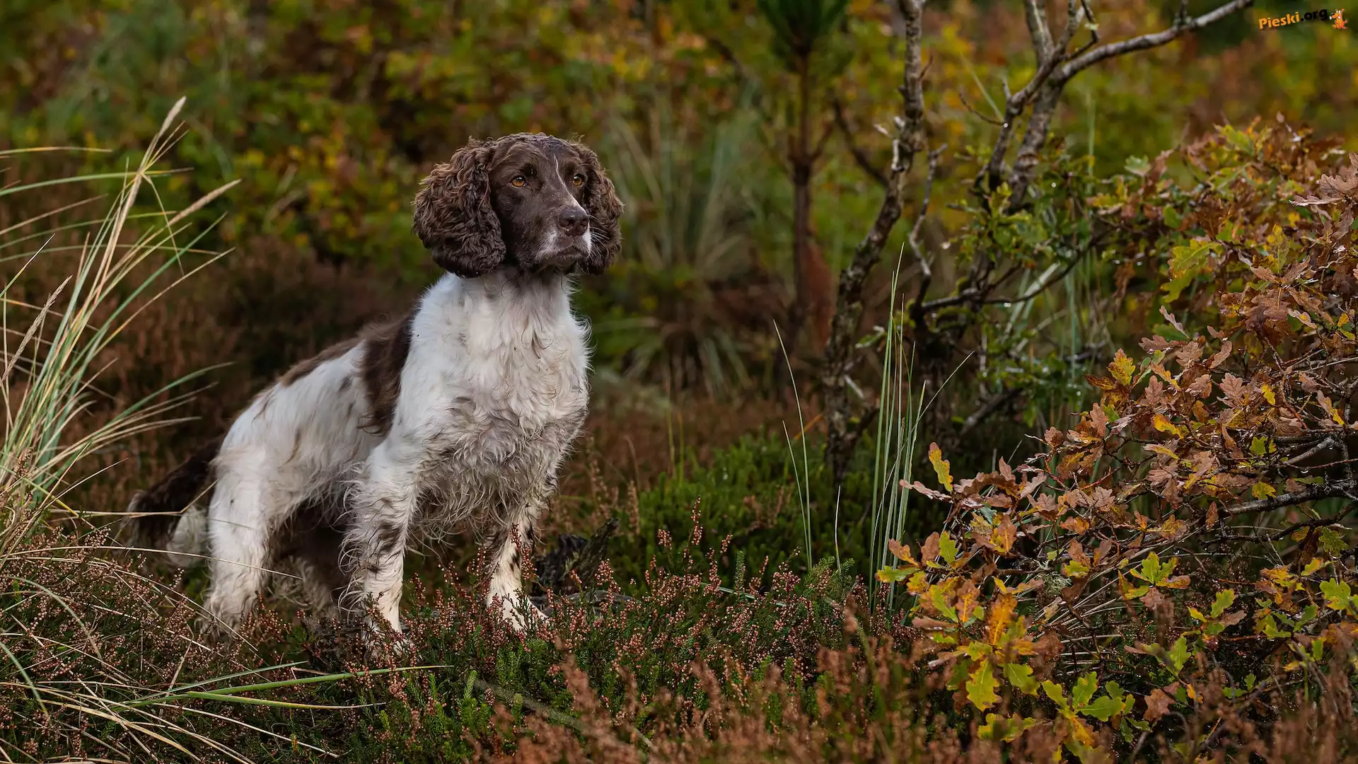 Roślinność, Pies, Springer spaniel angielski, Jesień