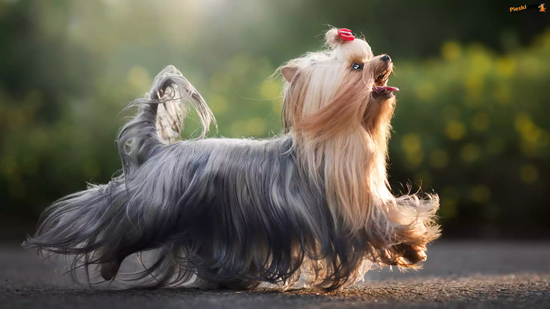 Grzywka, Pies, Yorkshire terrier, Kokardka
