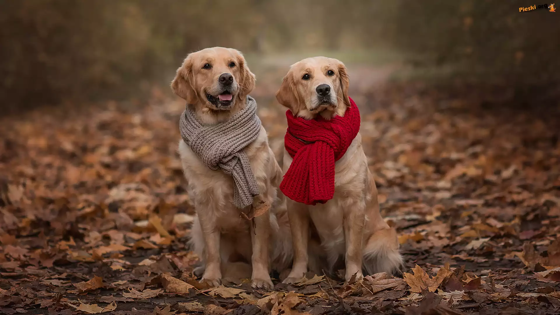 Golden retriever, Dwa, Psy, Szaliki