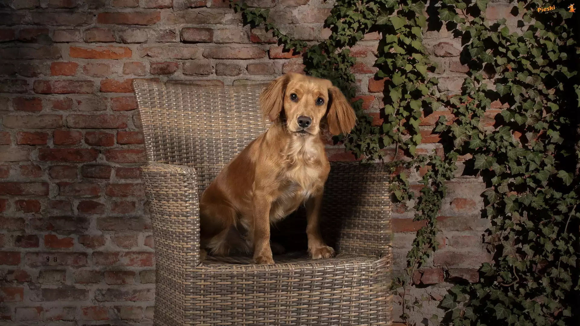 Ściana, Working cocker spaniel, Pies, Fotel, Bluszcz