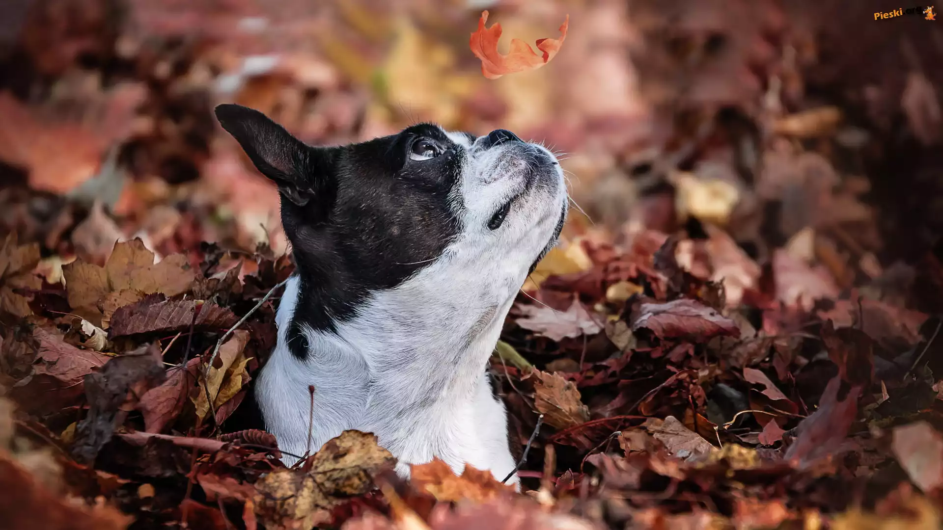 Pies, Boston terrier, Liść