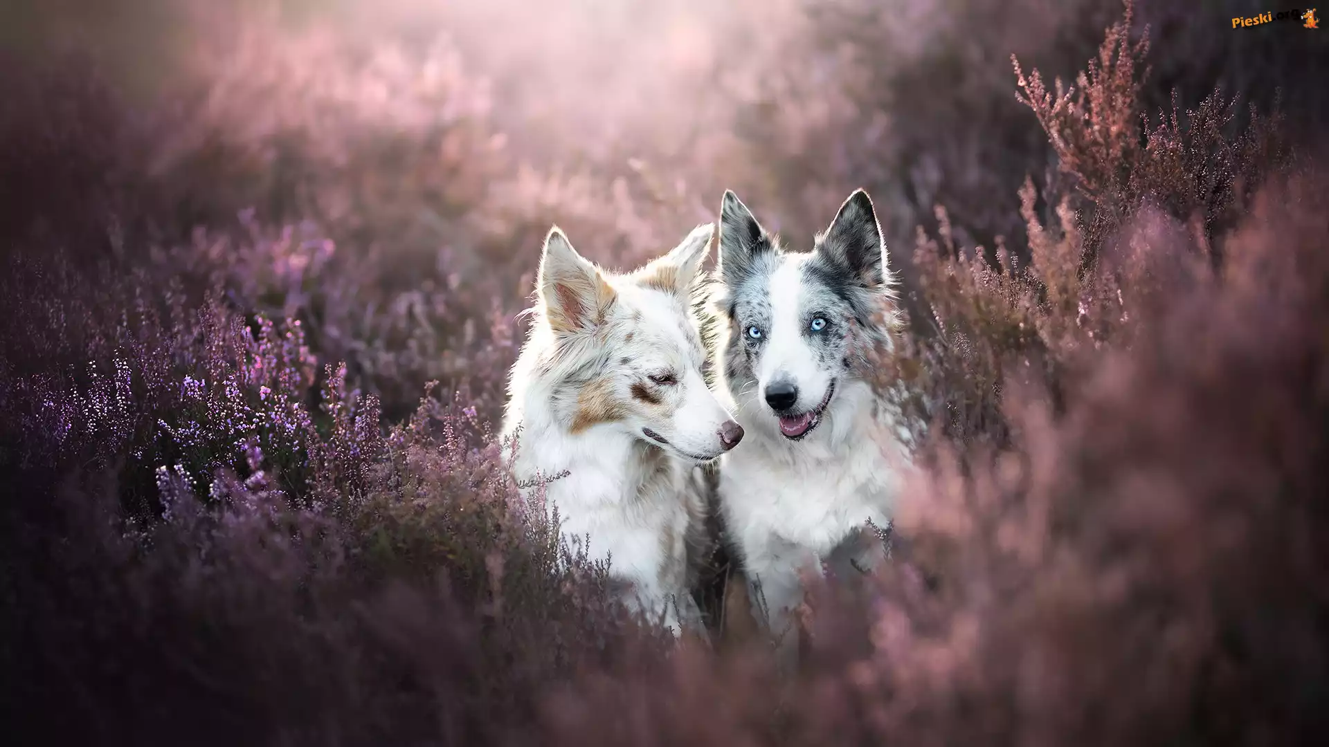 Border collie, Dwa, Psy, Wrzosy