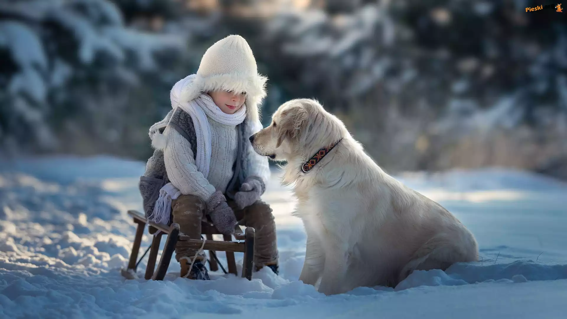 Chłopiec, Golden retriever, Pies, Zima, Sanki, Śnieg