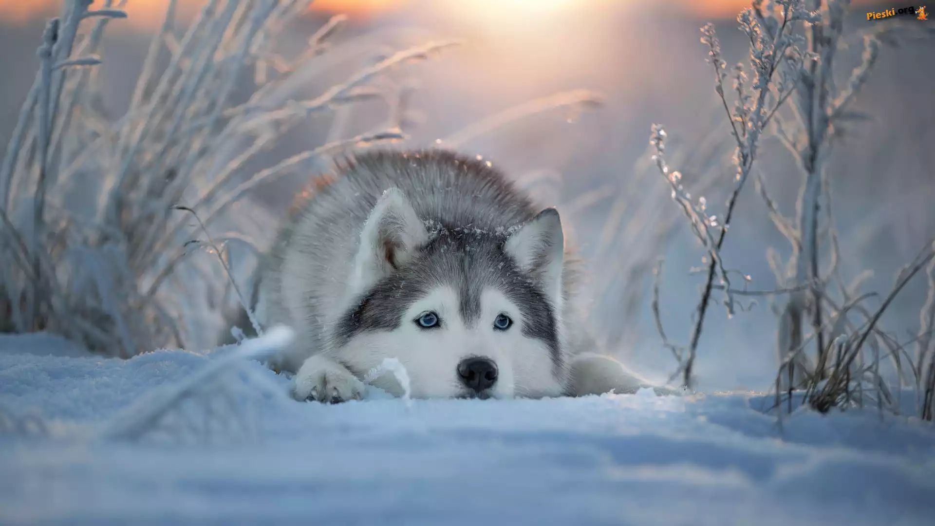Siberian husky, Śnieg, Zima, Pies, Mordka