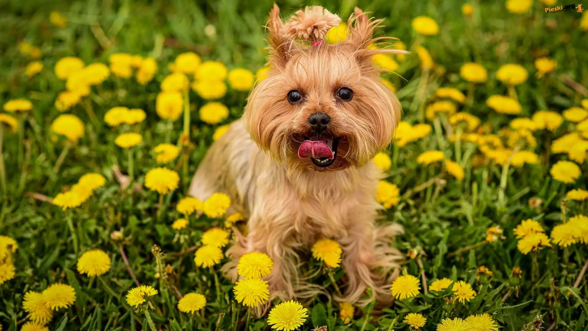 Pies, Trawa, Mlecze, Yorkshire terrier, Kwiaty, Łąka