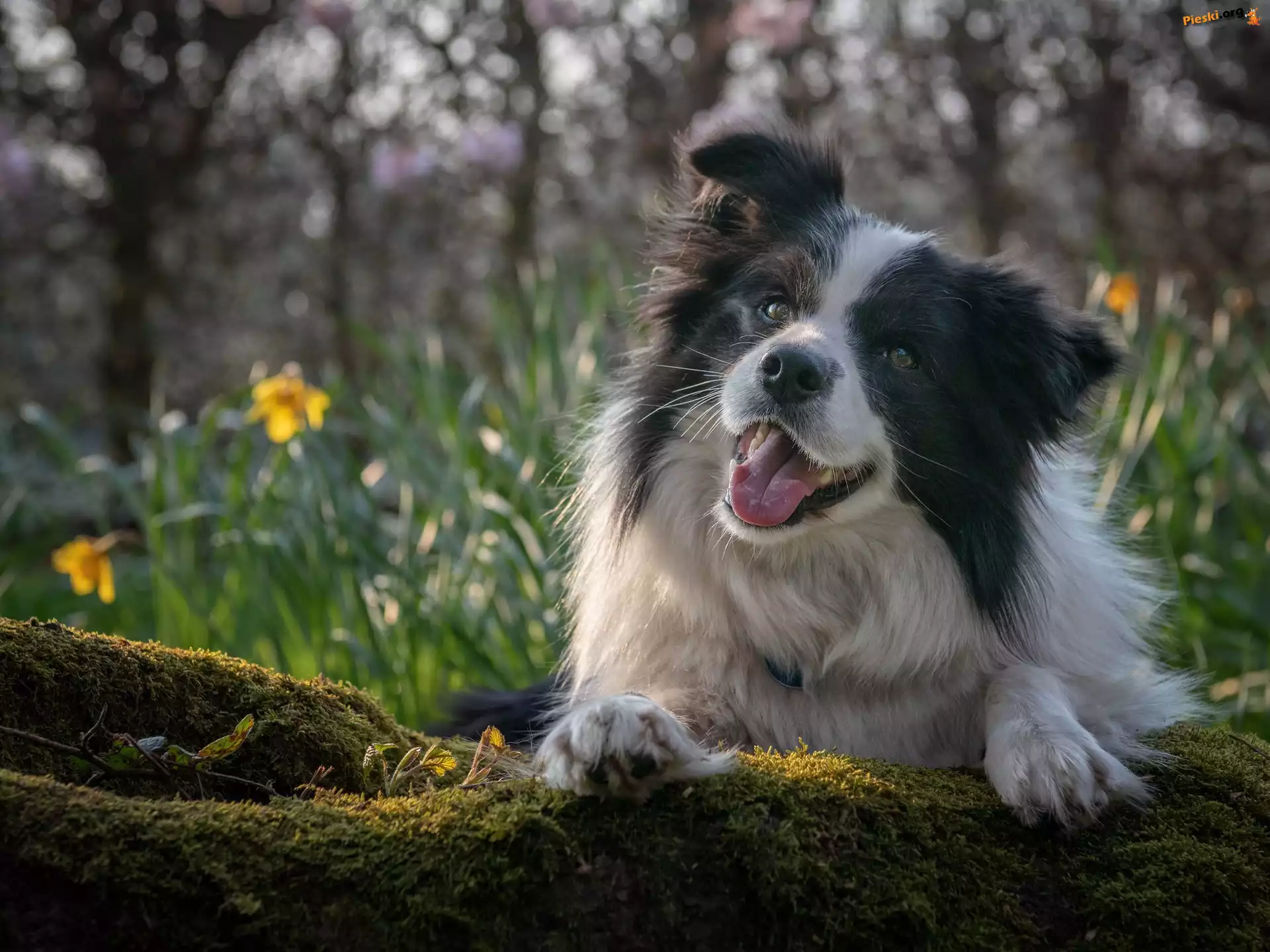 Omszony, Pies, Border collie, Konar