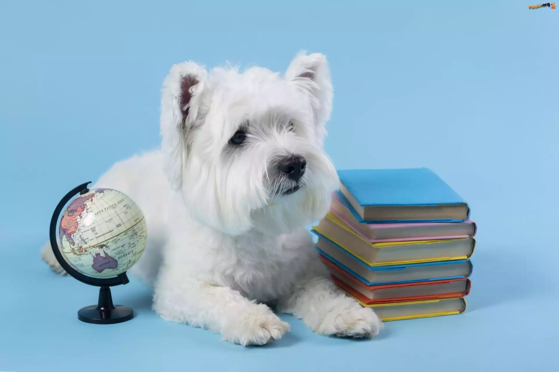 Książki, Pies, Niebieskie, West highland white terrier, Biały, Globus, Tło