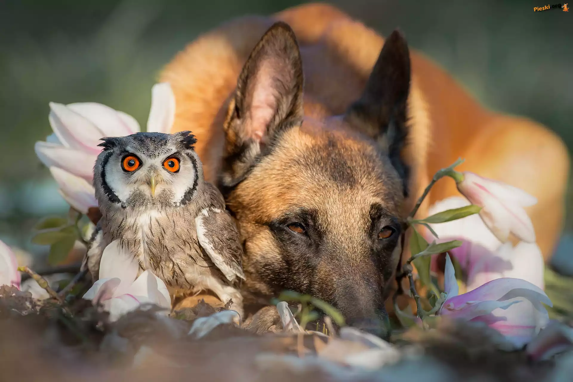 Ptak, Syczek zwyczajny, Pies, Sowa, Owczarek belgijski Malinois