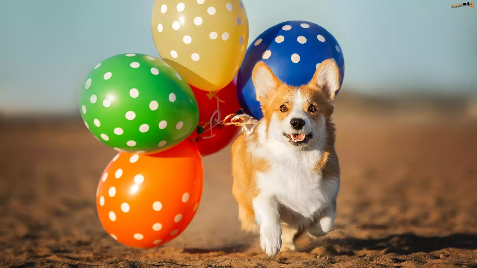 Piasek, Balony, Pies, Welsh corgi pembroke