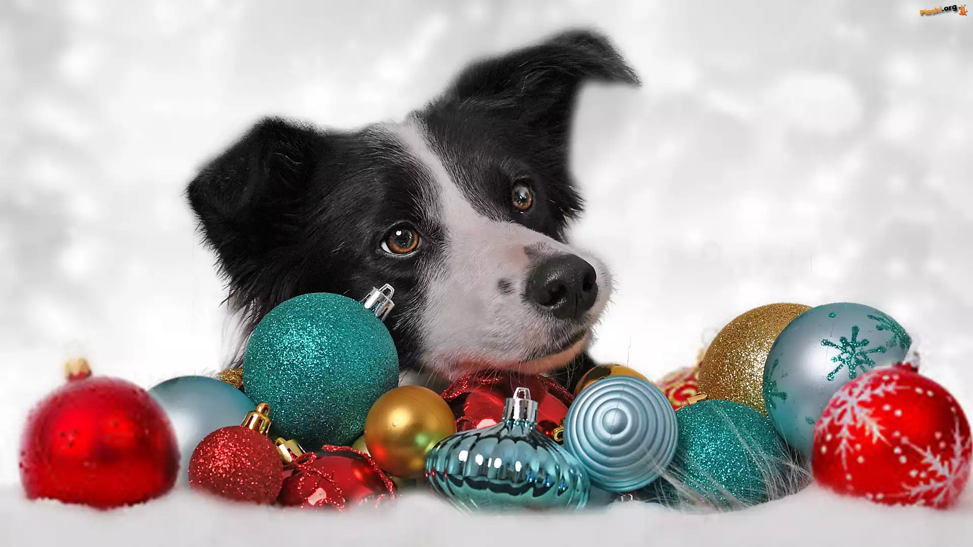 Bombki, Kolorowe, Pies, Border collie