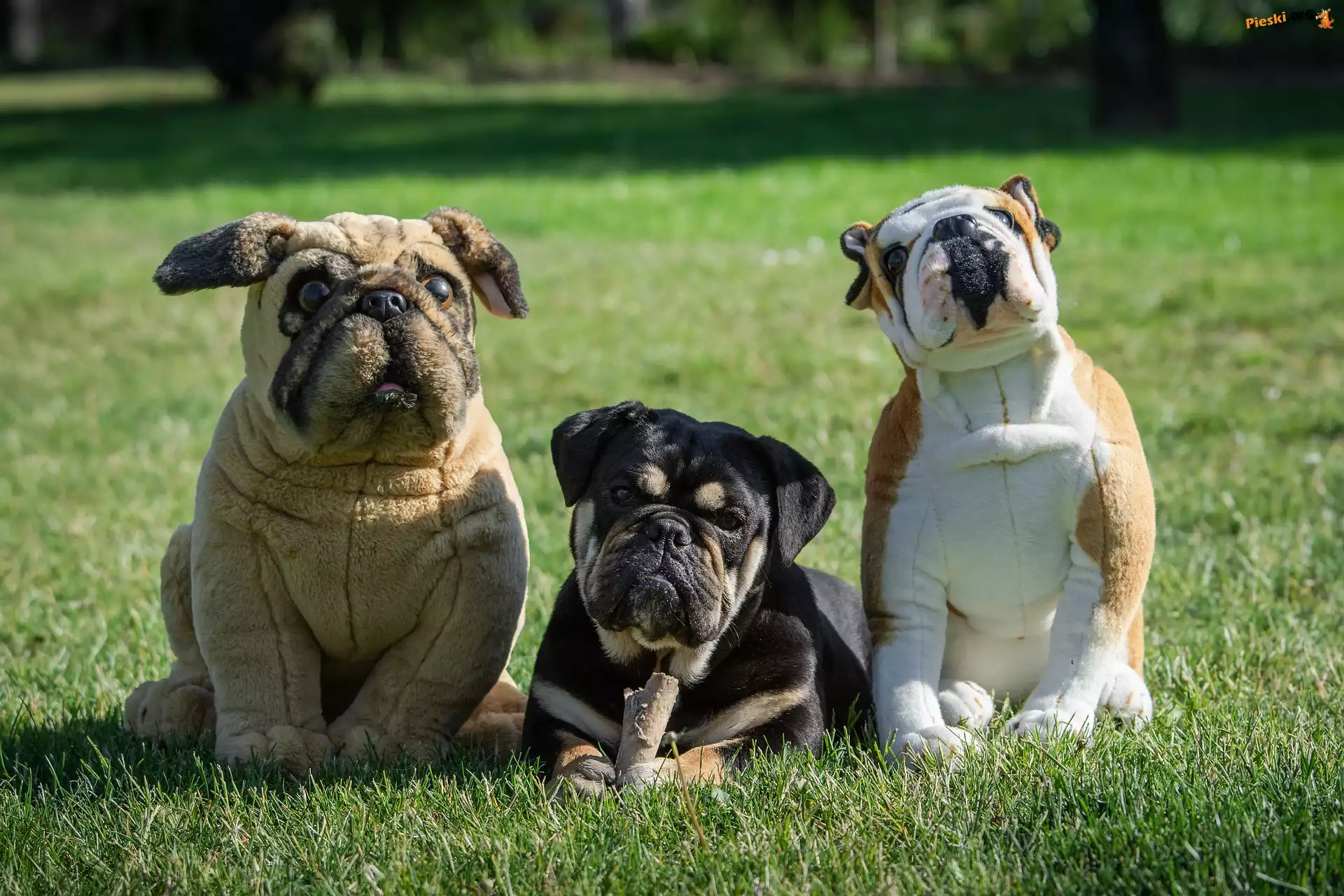 Pluszowe, Psy, Pies, Dwa, Buldog