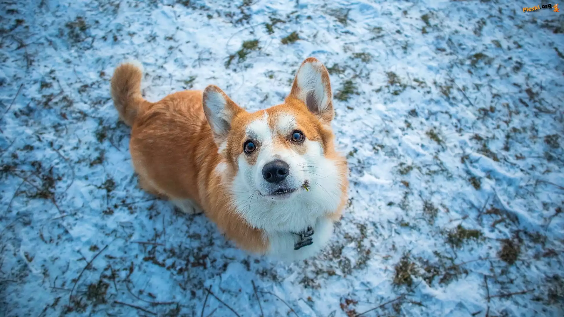 Zima, Spojrzenie, Pies, Trawa, Welsh corgi pembroke