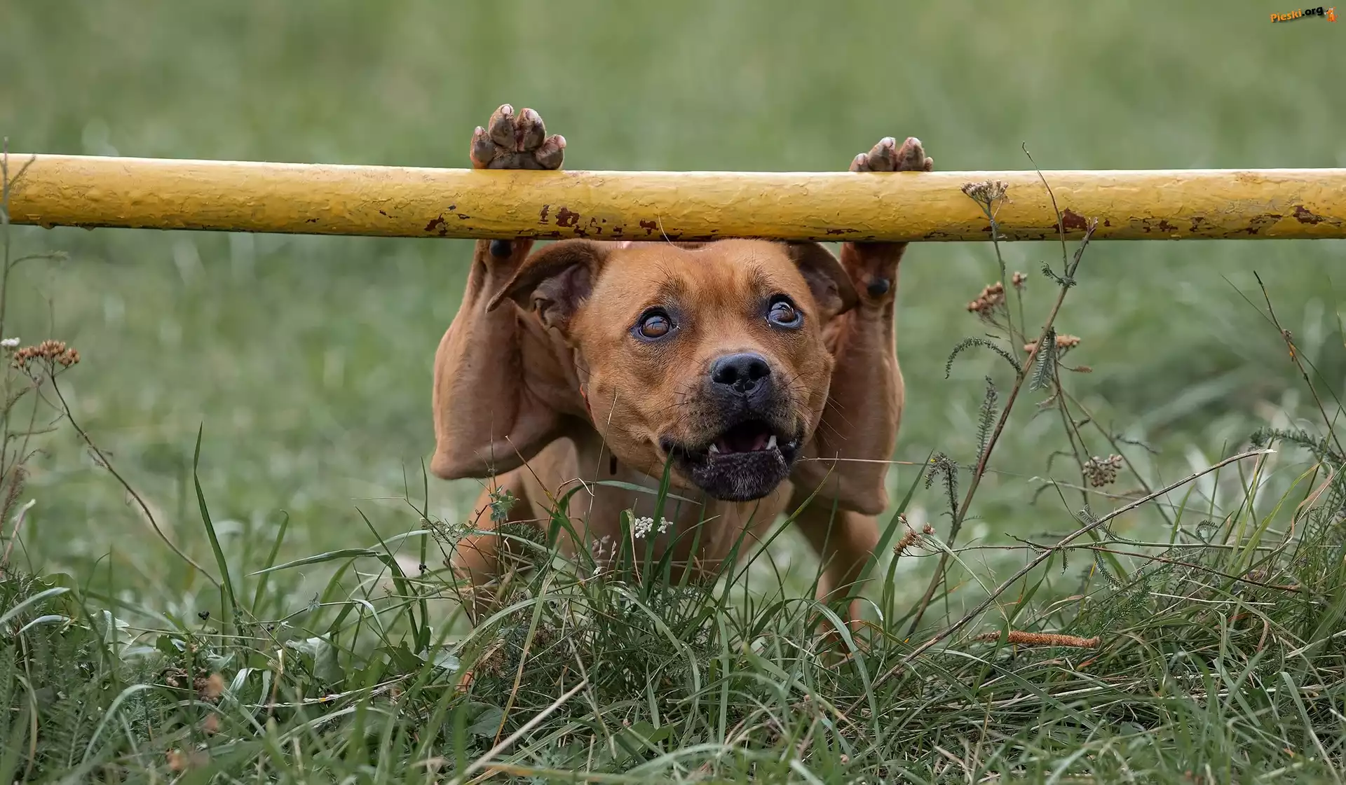 Trawa, Staffordshire Bull terrier, Pies