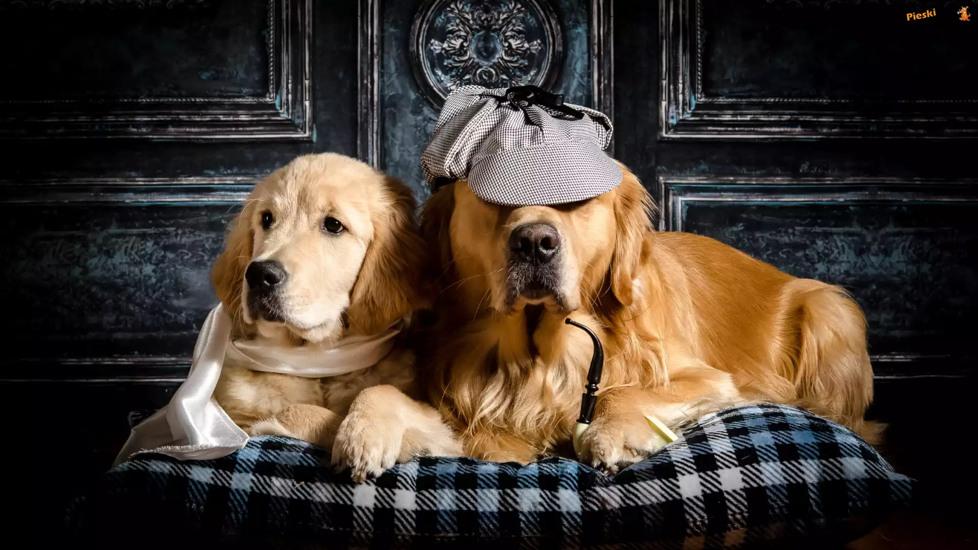 Poduszka, Psy, Golden retriever, Dwa, Szal, Czapka