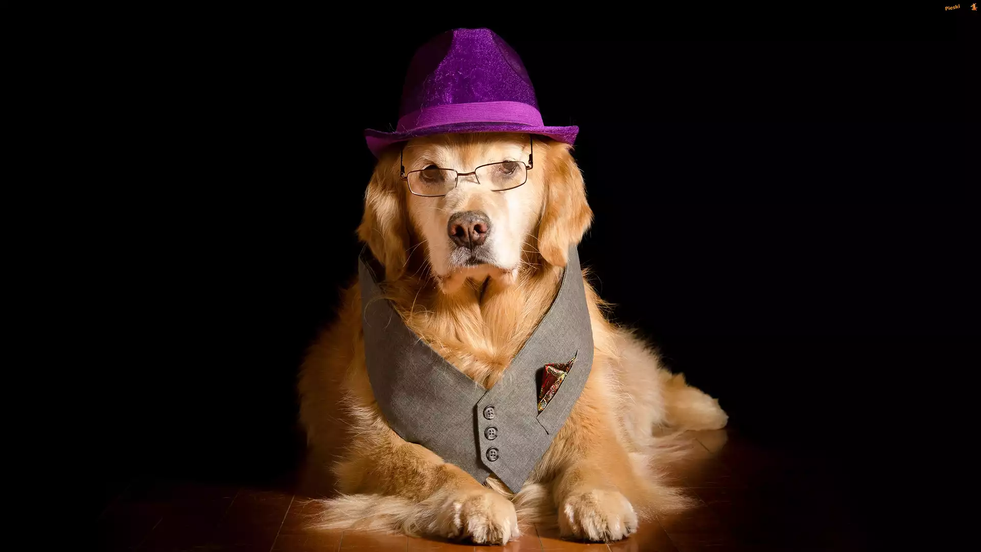 Kapelusz, Kamizelka, Pies, Okulary, Golden retriever