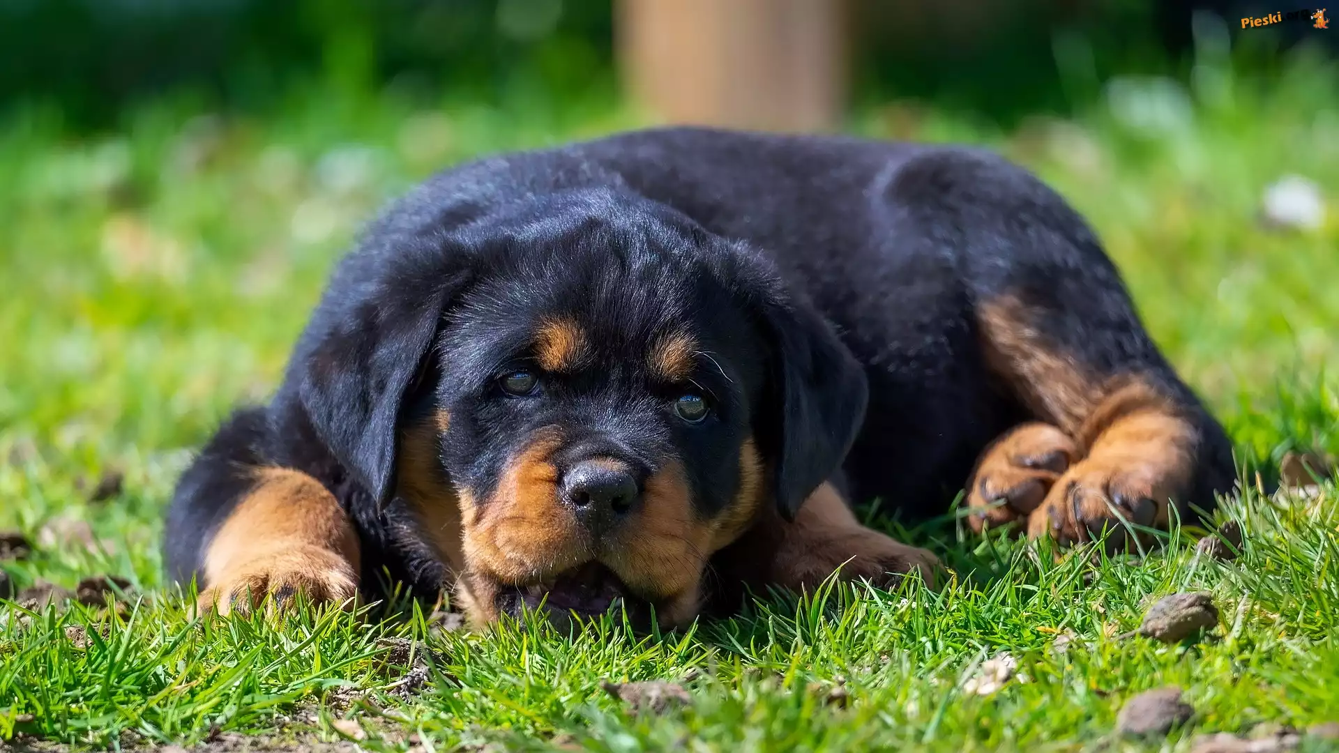 Trawa, Szczeniak, Rottweiler
