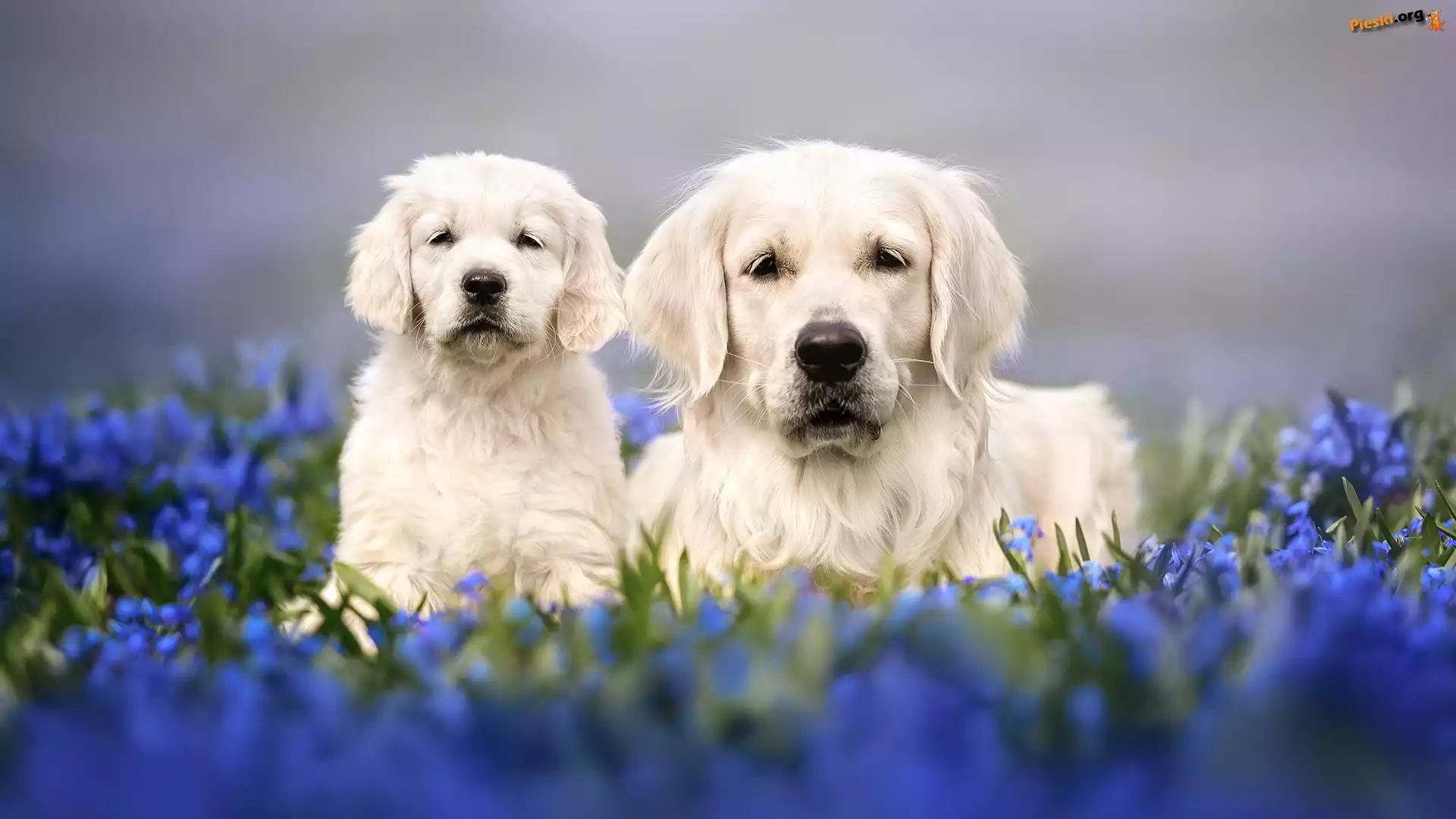 Szczeniak, Golden retriever, Dwa, Psy
