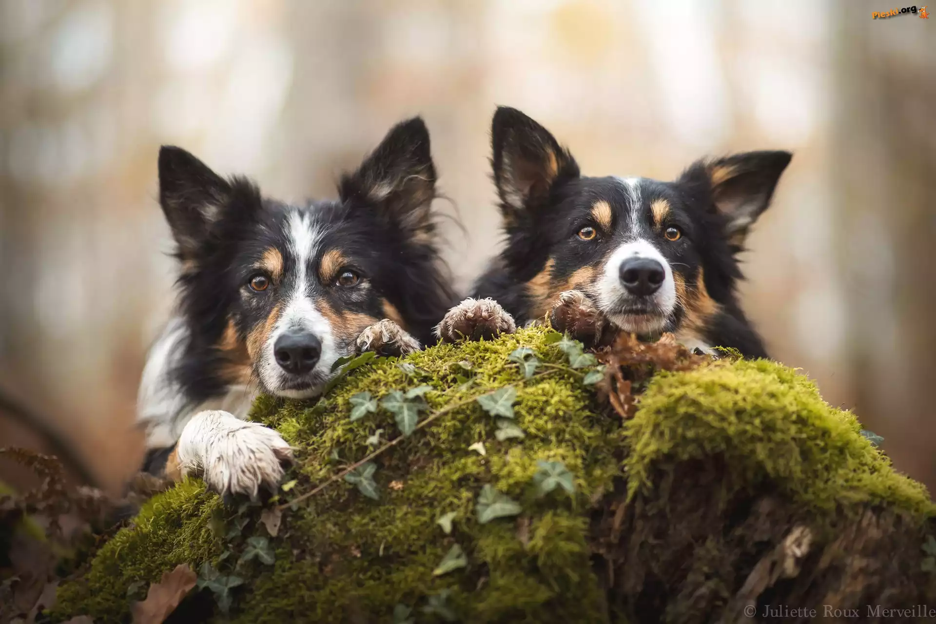 Border collie, Dwa, Psy