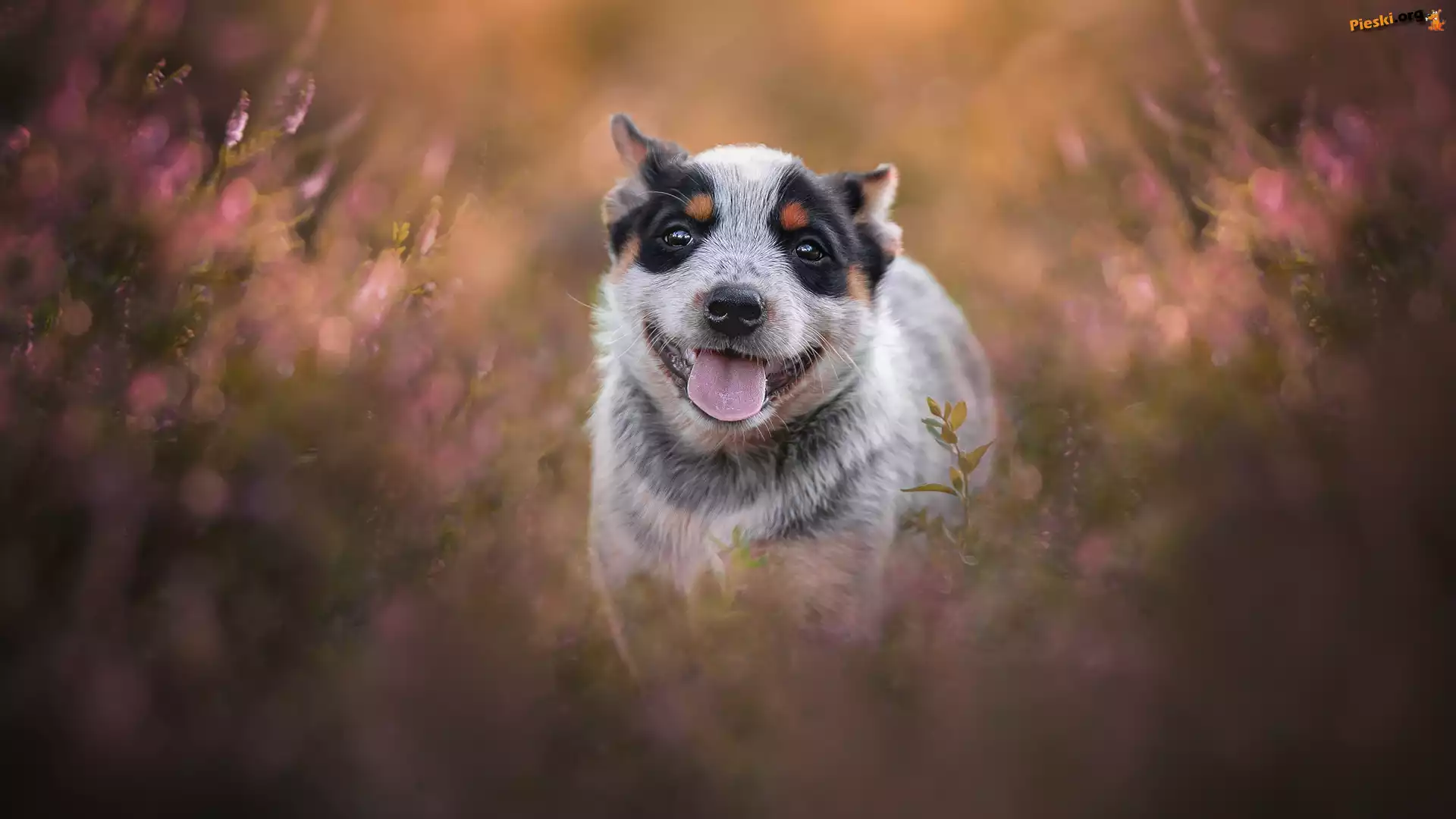 Australian cattle dog, Szczeniak, Pies