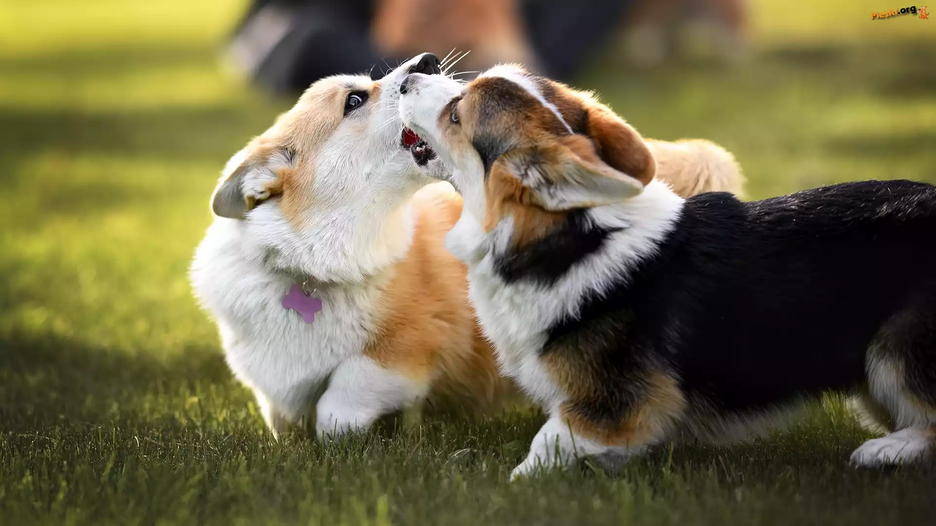 Zabawa, Trawa, Dwa, Welsh corgi cardigan, Psy