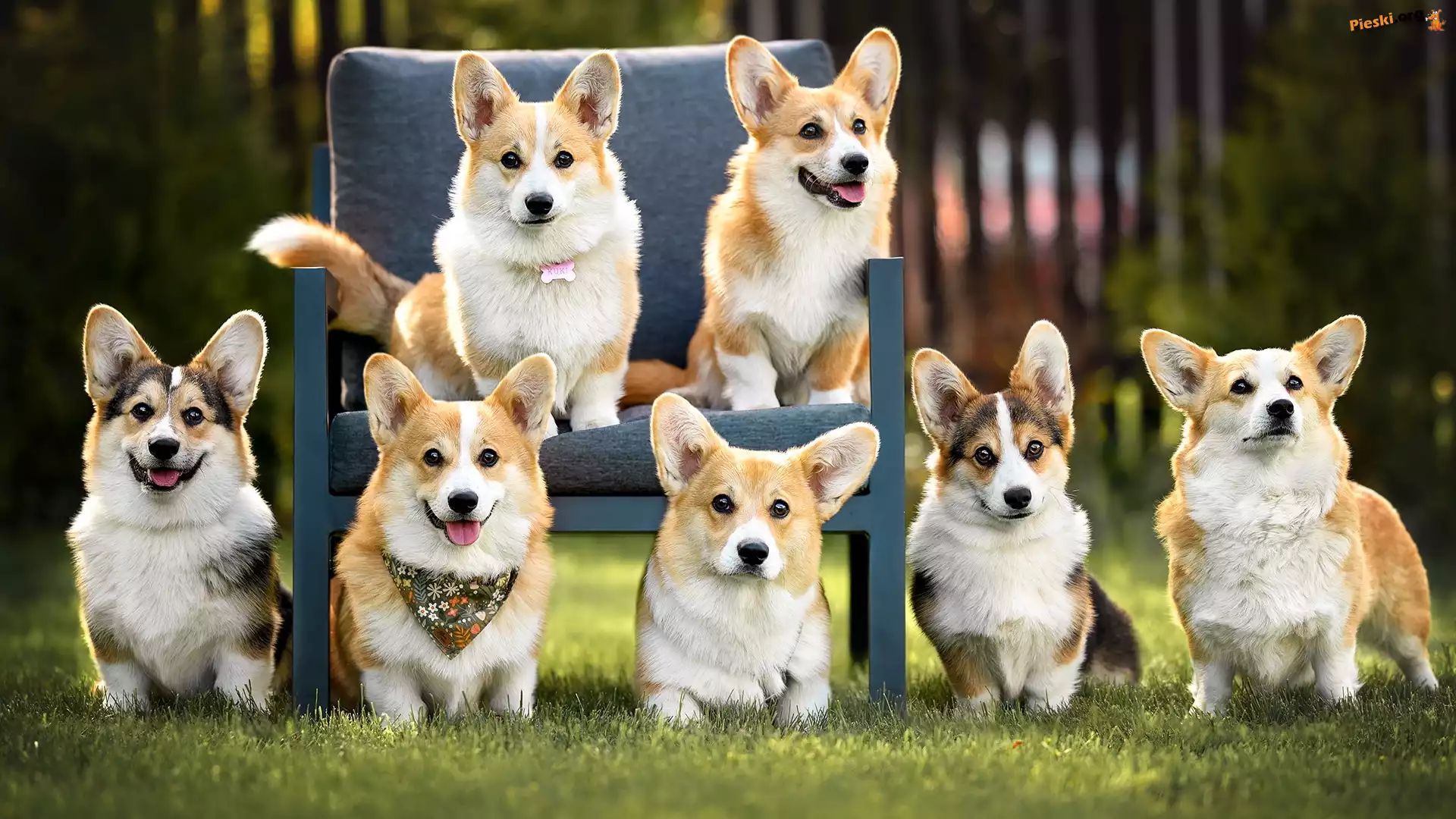 Welsh corgi cardigan, Fotel, Psy