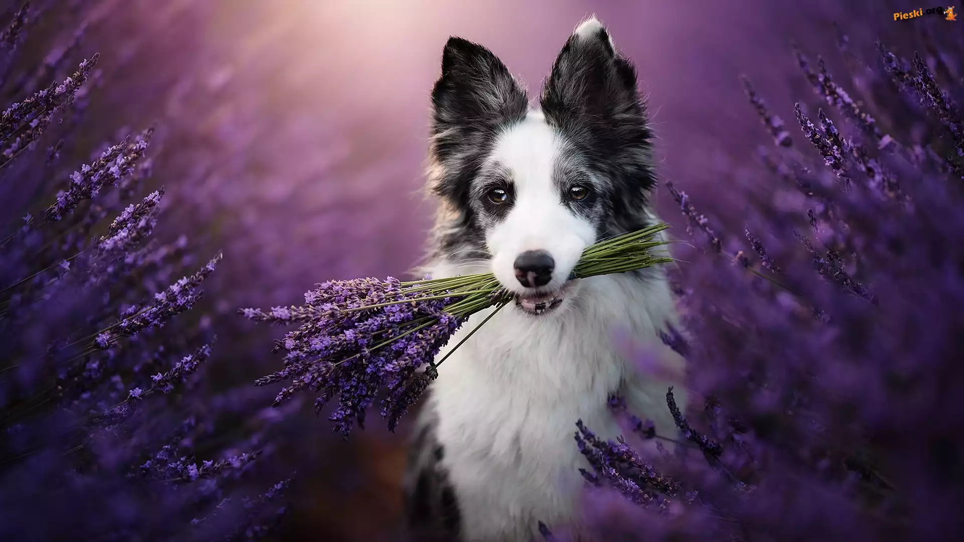 Lawenda, Pies, Border collie