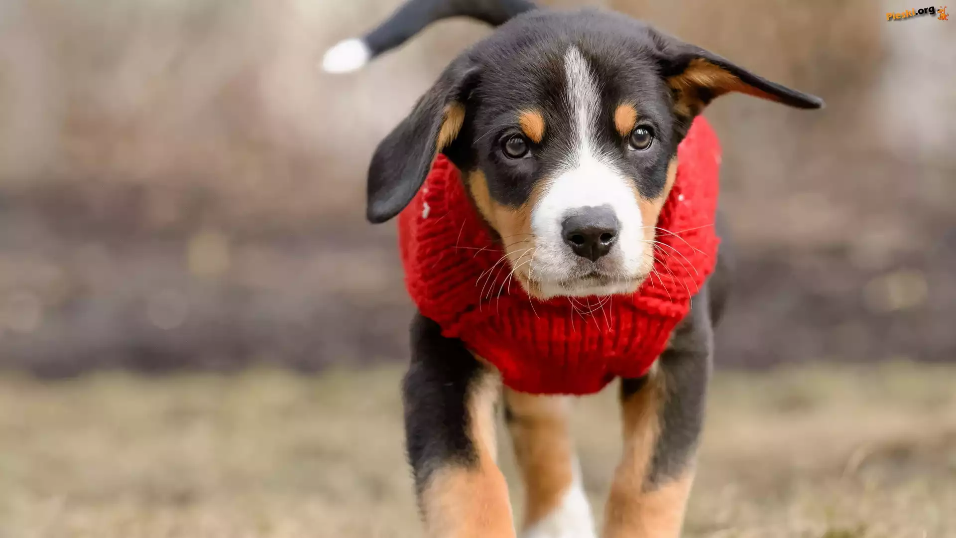 Entlebucher, Ubranie, Pies, Czerwone, Szczeniak