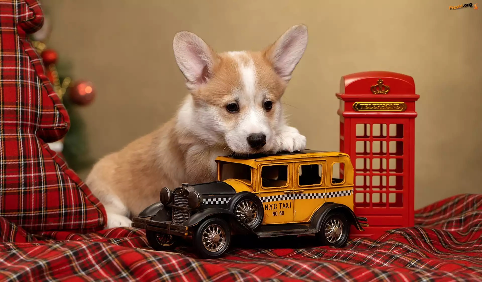 Zabawki, Welsh corgi pembroke, Pies, Szczeniak