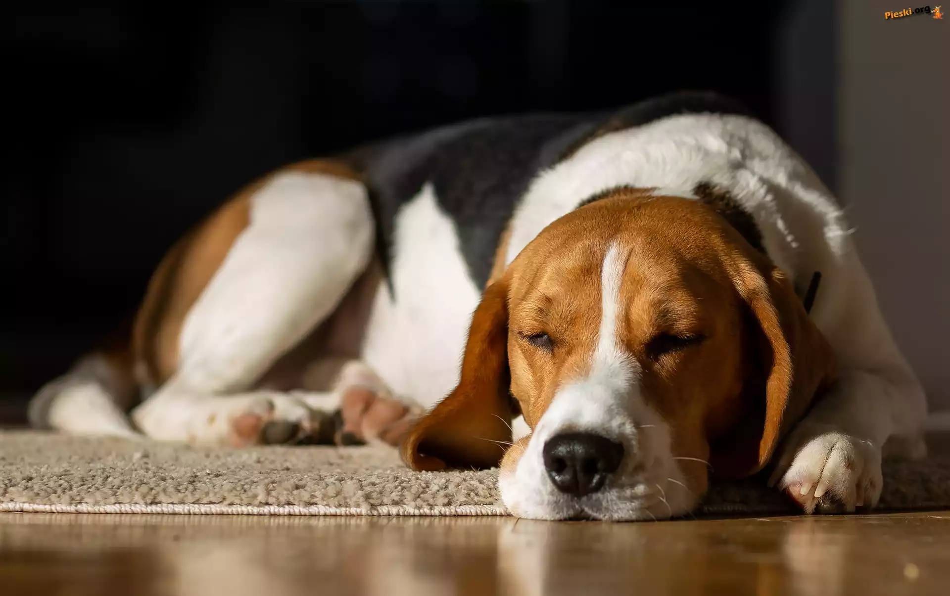Dywan, Beagle, Śpiący, Pies