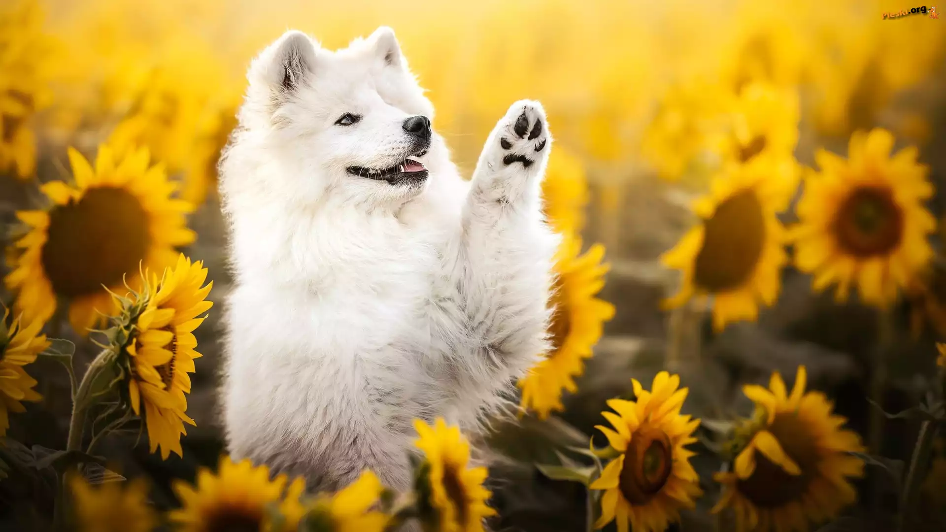 Słoneczniki, Kwiaty, Pies, Samojed