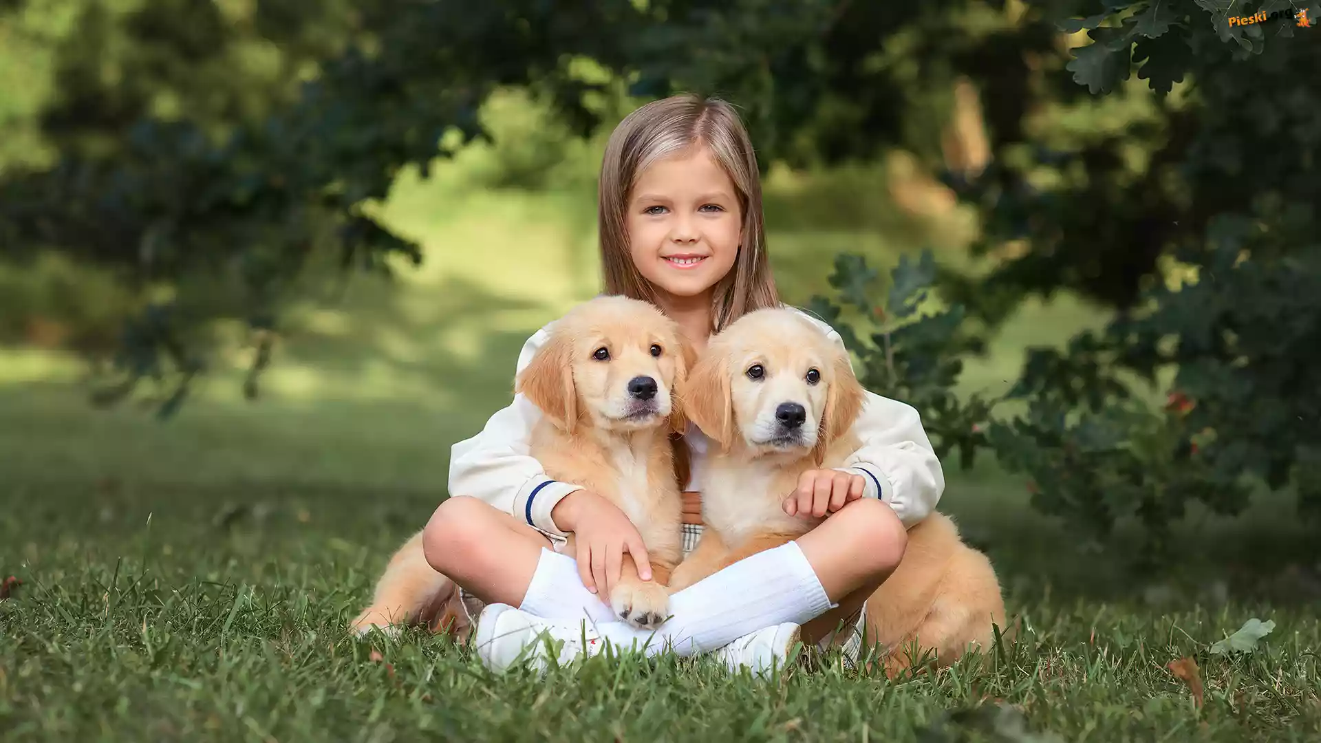 Dwa, Trawa, Dziewczynka, Golden retriever, Szczeniaki