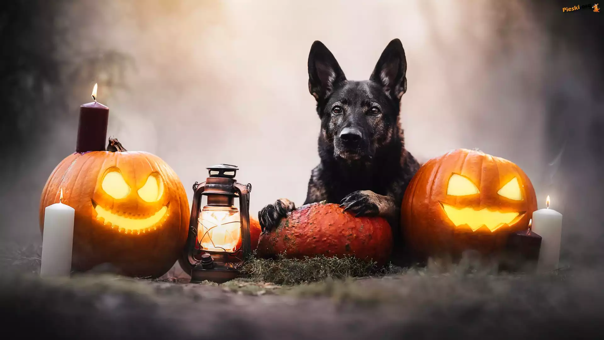 Halloween, Dynie, Latarnia, Pies, Dym, Świeca
