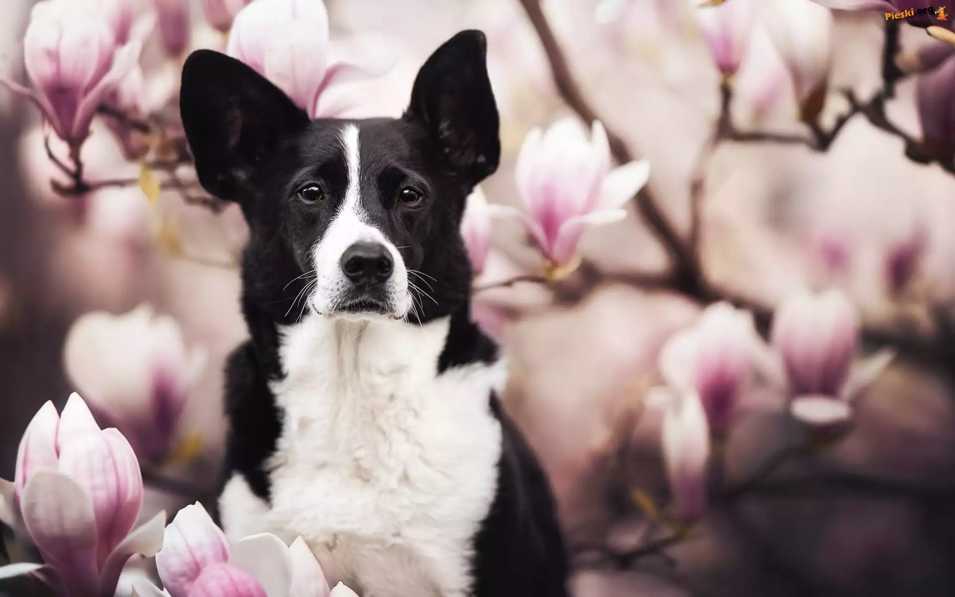Magnolie, Kwiaty, Pies, Border collie