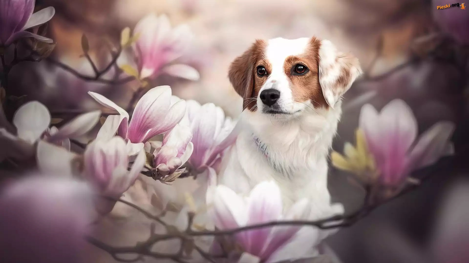Spojrzenie, Magnolie, Pies, Kwiaty, Płochacz