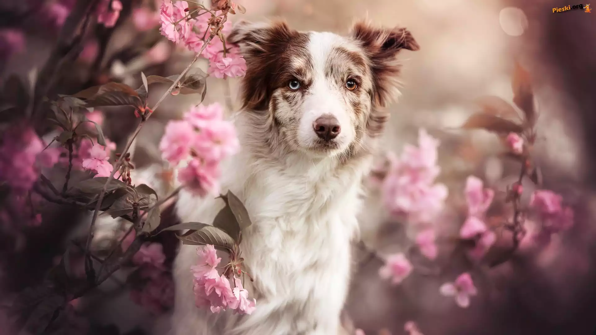 Kwiaty, Różowe, Pies, Border collie