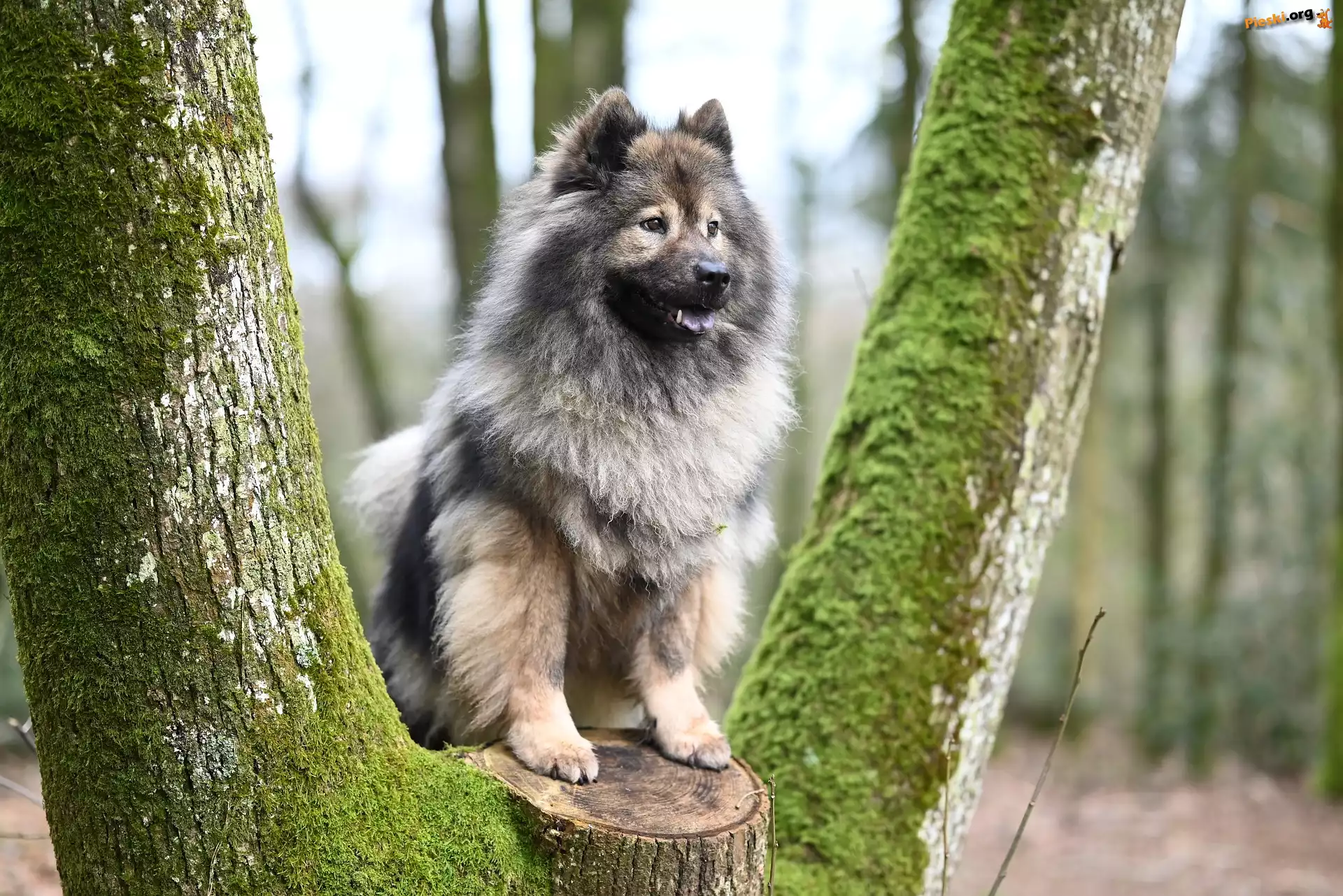 Drzewo, Szpic eurasier, Pies