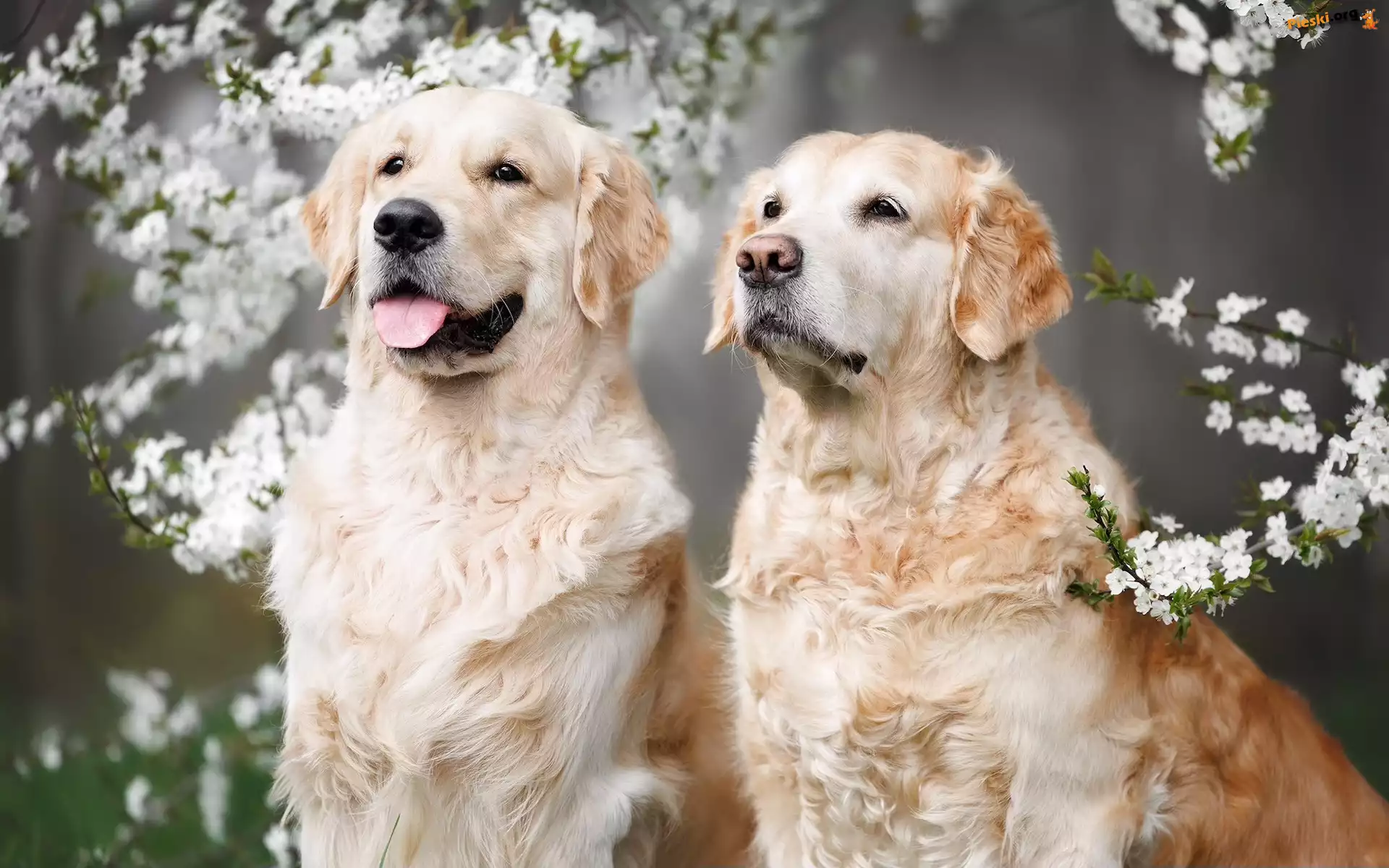 Dwa, Kwiaty, Psy, Gałązki, Golden retriever