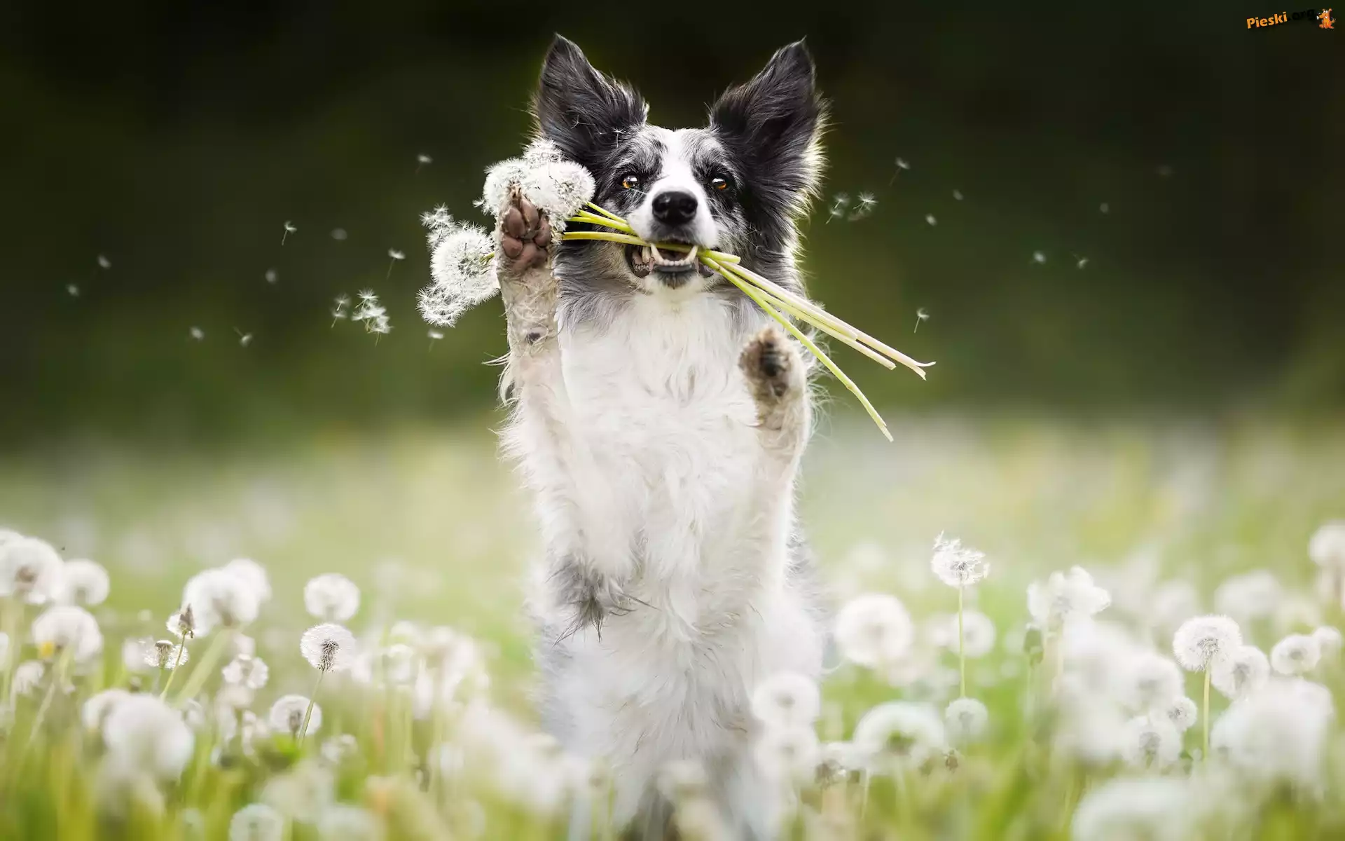 Dmuchawce, Łąka, Pies, Border collie