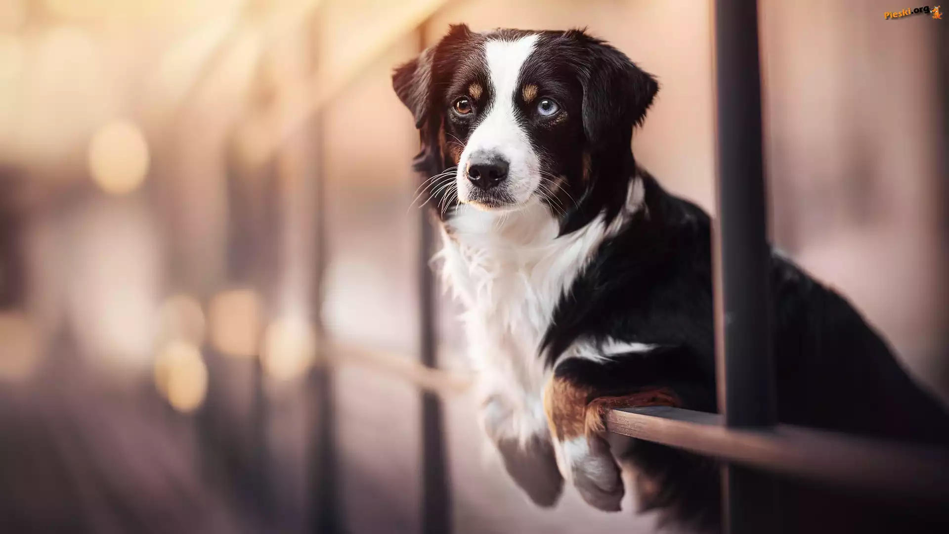 Owczarek australijski, Australian shepherd, Pies