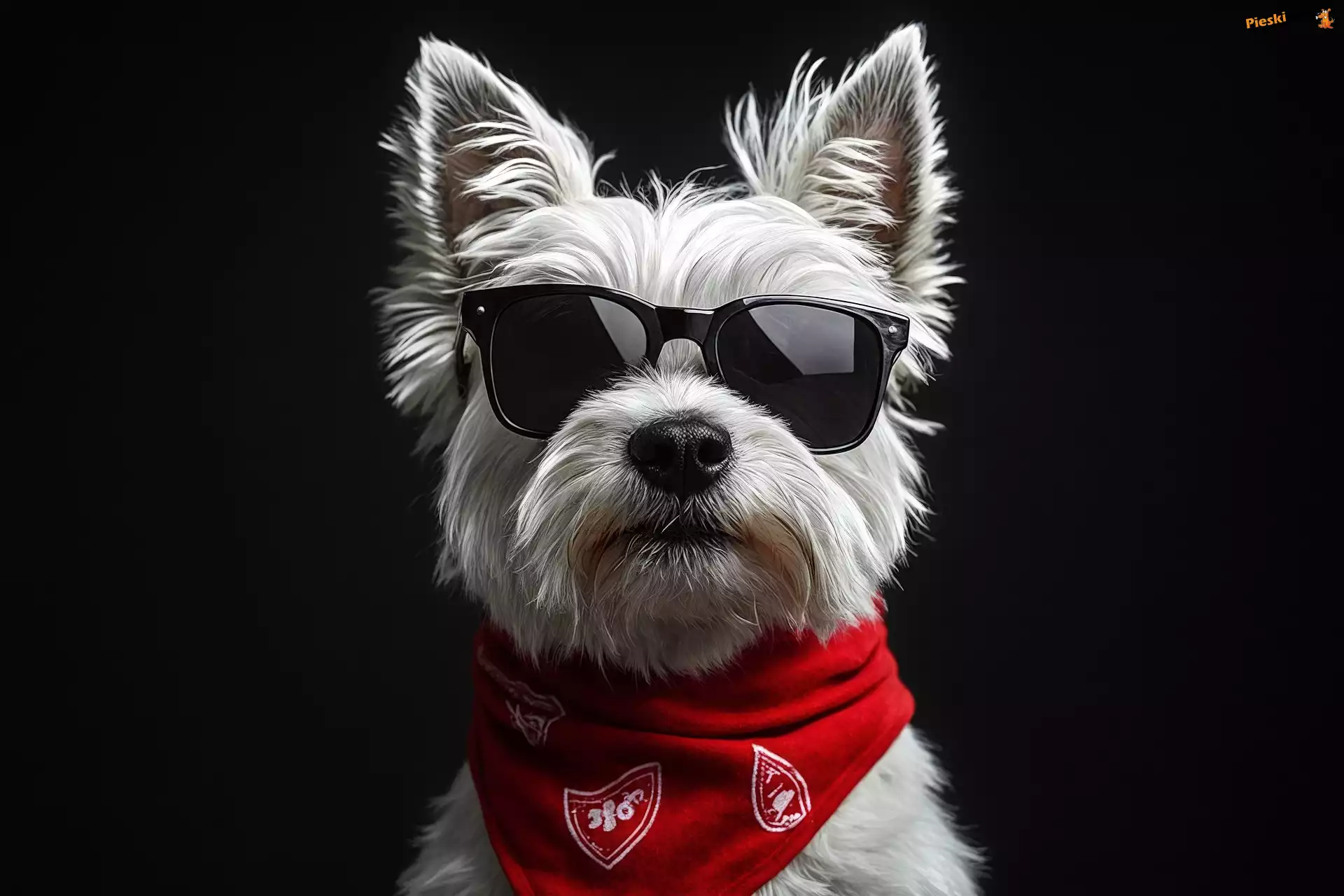 Chustka, Pies, West highland white terrier, Czerwona, Biały, Czarne, Okulary