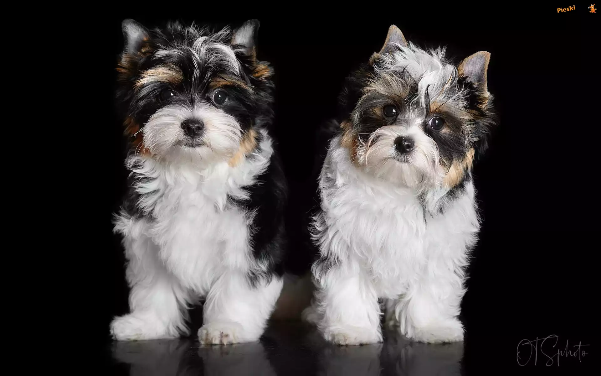 Yorkshire terrier biewer, Tło, Dwa, Czarne, Psy