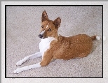 Basenji