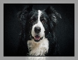 Border collie, Pyszczek