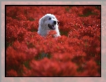 Kwiaty, Czerwone, Pies