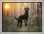 Las, Labrador retriever, Czarny, Pies