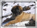 Młody, Leonberger