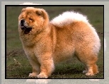 Pies, Chow chow