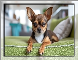 Zielona, Grafika Chihuahua krótkowłosa, Chihuahua krótkowłosa, Kanapa, Pies